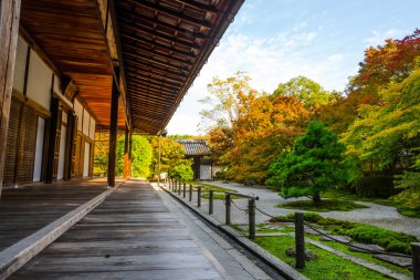 Japonya, Kyoto, Tenju bir tapınak Japonca akçaağaç ağaç ön planda, sonbahar