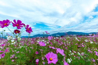 Bulutlu bir günde Cosmos çiçek Kyoto, Japonya.