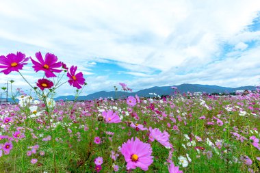 Bulutlu bir günde Cosmos çiçek Kyoto, Japonya.