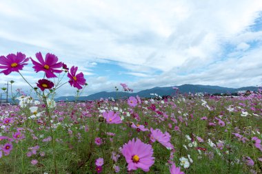 Bulutlu bir günde Cosmos çiçek Kyoto, Japonya.