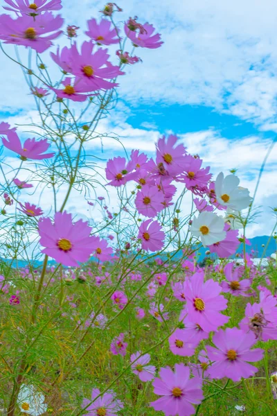 Flor del cosmos en un día nublado en Kyoto, Japón . — Foto de Stock