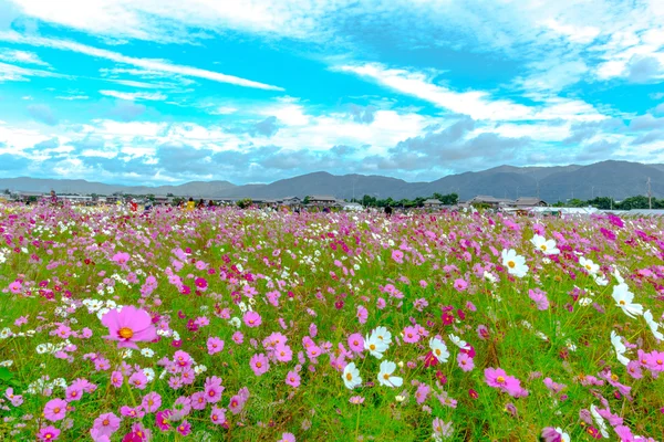 Bulutlu bir günde Cosmos çiçek Kyoto, Japonya.