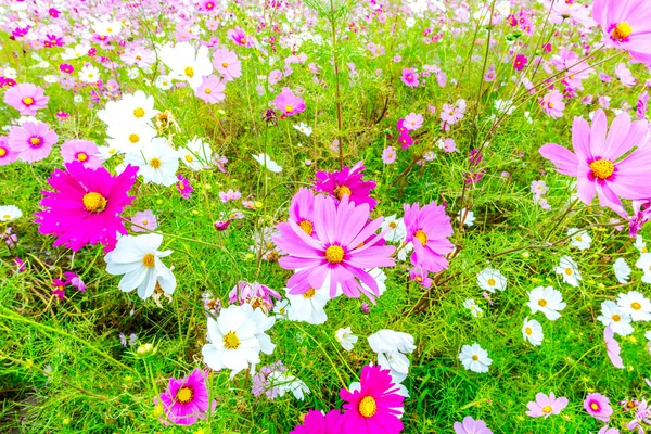 Cosmos flower on a cloudy day in Kyoto, Japan. — Stock Photo, Image