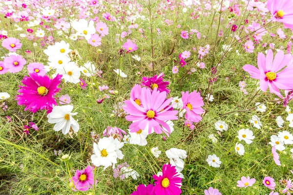 Bulutlu bir günde Cosmos çiçek Kyoto, Japonya.