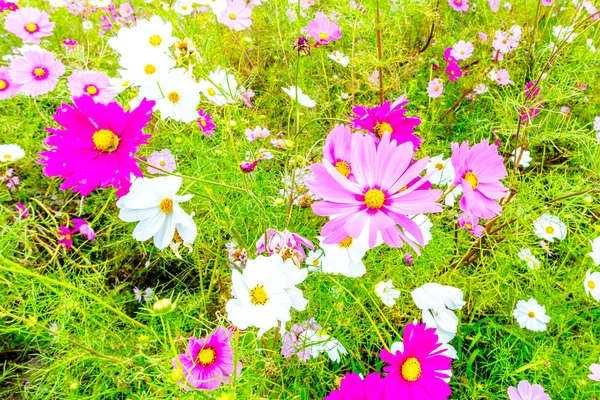 Flor del cosmos en un día nublado en Kyoto, Japón . — Foto de Stock