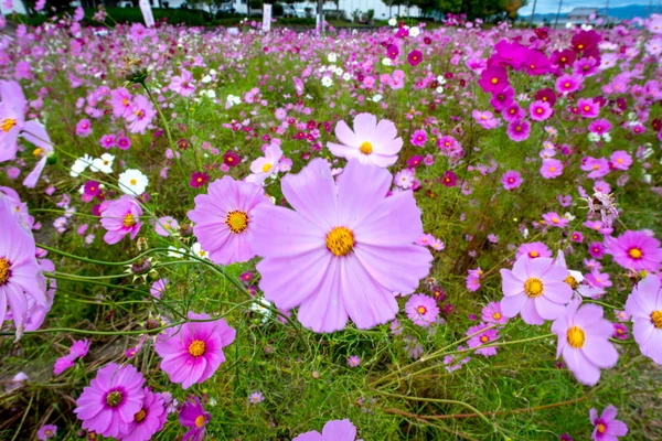 Bulutlu bir günde Cosmos çiçek Kyoto, Japonya.