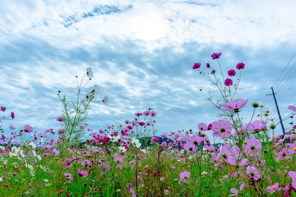 Bulutlu bir günde Cosmos çiçek Kyoto, Japonya.
