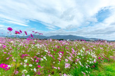 Bulutlu bir günde Cosmos çiçek Kyoto, Japonya.