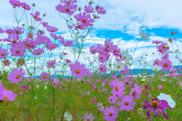 Flor del cosmos en un día nublado en Kyoto, Japón . — Foto de Stock