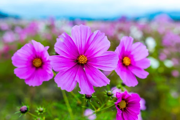 Flor del cosmos en un día nublado en Kyoto, Japón . — Foto de Stock