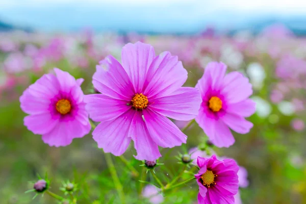 Flor del cosmos en un día nublado en Kyoto, Japón . —  Fotos de Stock