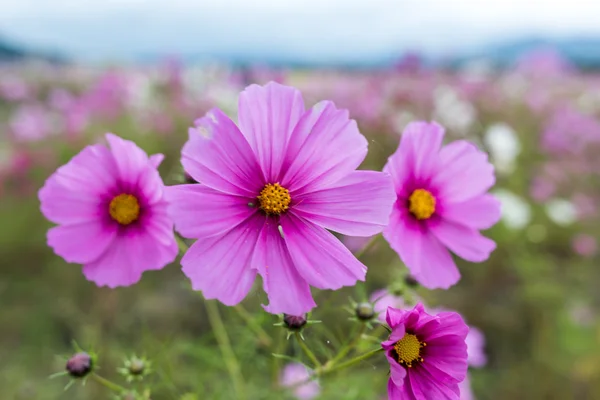 Bulutlu bir günde Cosmos çiçek Kyoto, Japonya.