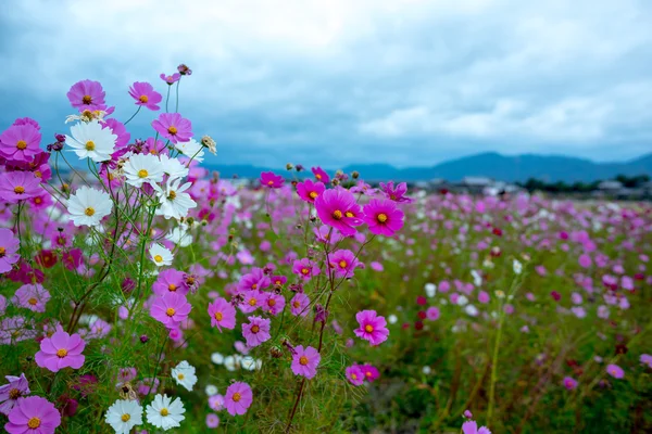 Bulutlu bir günde Cosmos çiçek Kyoto, Japonya. — Stok fotoğraf