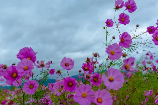 Bulutlu bir günde Cosmos çiçek Kyoto, Japonya.