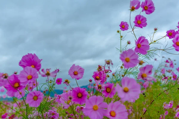 Flor del cosmos en un día nublado en Kyoto, Japón . —  Fotos de Stock