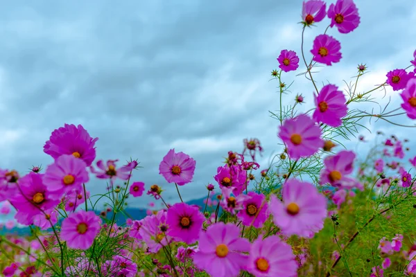 Cosmos λουλούδι σε μια συννεφιασμένη μέρα στο Κιότο, Ιαπωνία. — Φωτογραφία Αρχείου