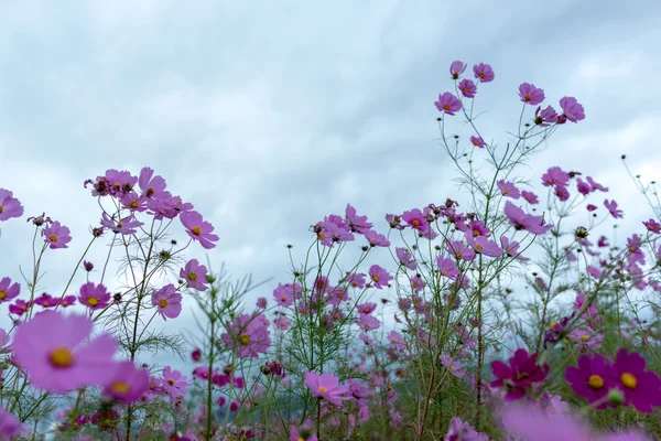 Bulutlu bir günde Cosmos çiçek Kyoto, Japonya.