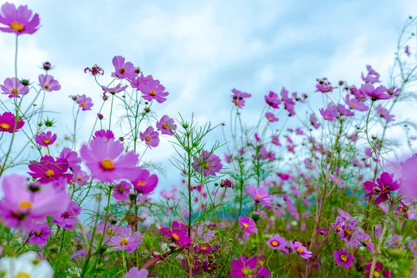 Bulutlu bir günde Cosmos çiçek Kyoto, Japonya.