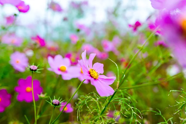 Flor del cosmos en un día nublado en Kyoto, Japón . —  Fotos de Stock