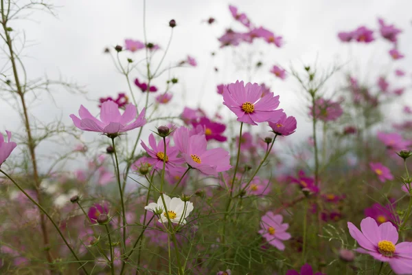 Bulutlu bir günde Cosmos çiçek Kyoto, Japonya.