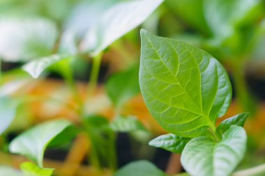 Fidan yaprakları tatlı biber