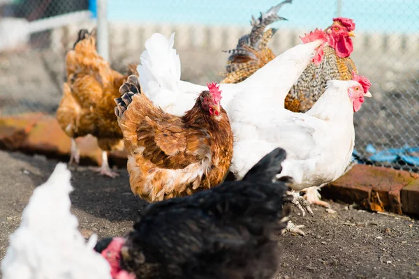 Gallina viviendo en el pueblo — Foto de Stock