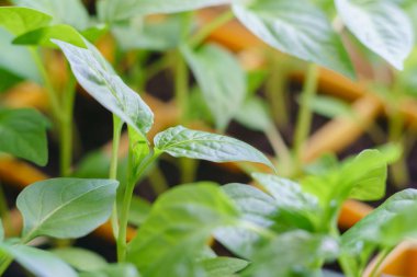 Fidan yaprakları tatlı biber