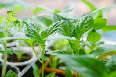 Fidan yaprakları tatlı biber