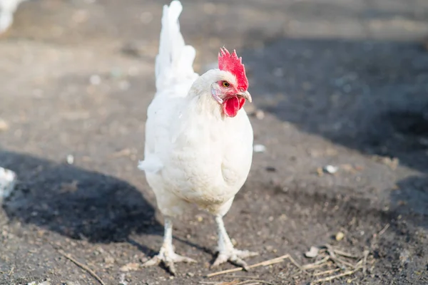 Gallina viviendo en el pueblo — Foto de Stock