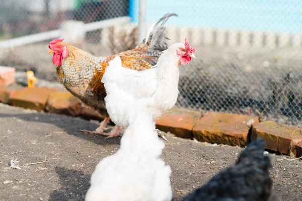 Курица живет в деревне — стоковое фото