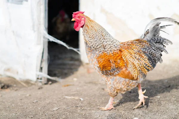 Gallo en la calle — Foto de Stock