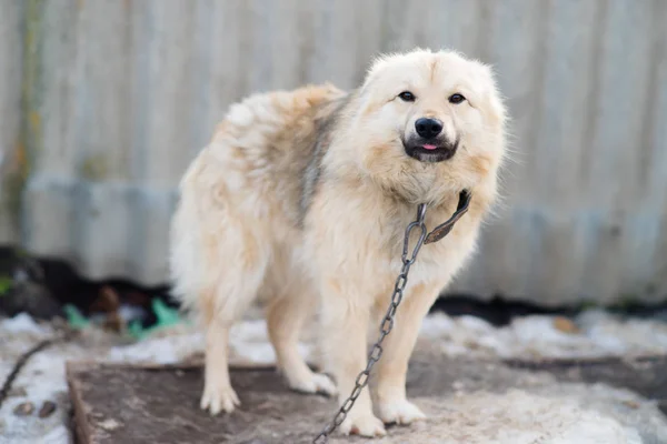 Um cão acorrentado — Fotografia de Stock