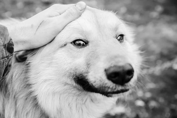 Um homem está a passar um cão a ferro. Instantâneo in the BW — Fotografia de Stock