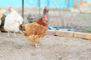 Köyde yaşayan tavuk