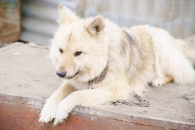 bir köpeğin üstüne bir zincir