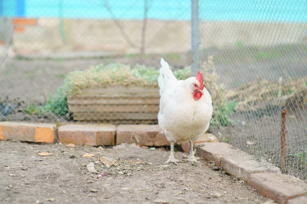 Gallina viviendo en el pueblo — Foto de Stock