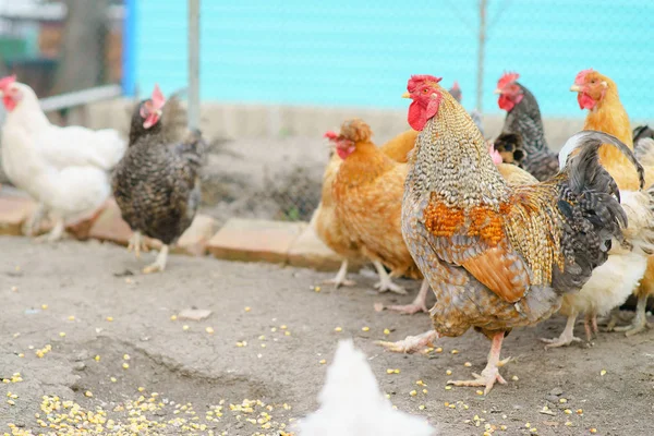 Gallina viviendo en el pueblo — Foto de Stock