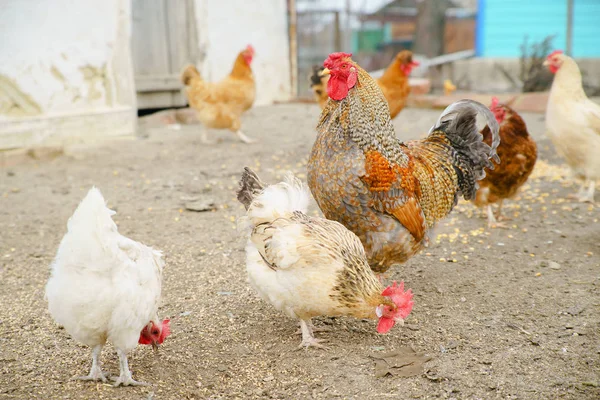 Gallina viviendo en el pueblo — Foto de Stock