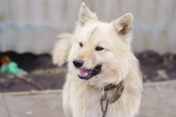 A dog on a chain