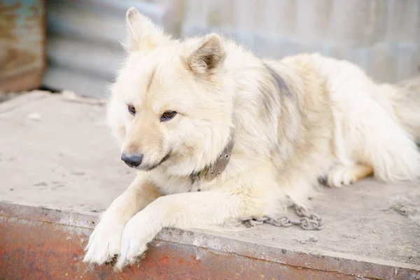 bir köpeğin üstüne bir zincir