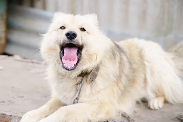 A dog on a chain