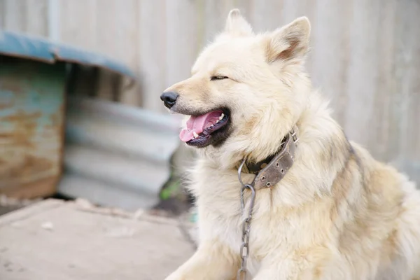 Um cão acorrentado — Fotografia de Stock