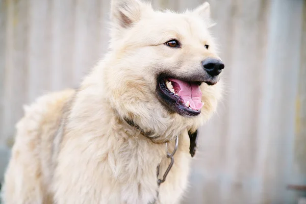 Um cão acorrentado — Fotografia de Stock