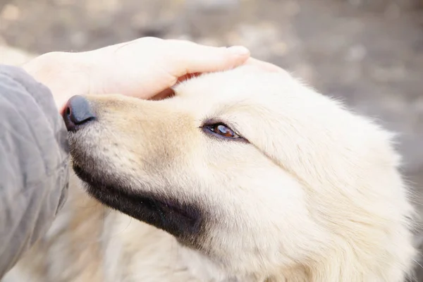 Um homem está a passar um cão. — Fotografia de Stock