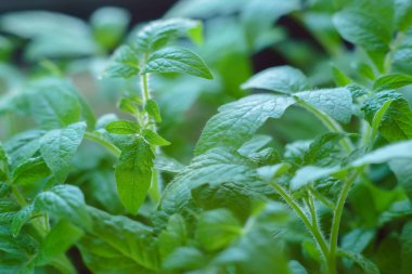 Yeşil domates fidesi pot