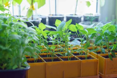 Fidan yaprakları tatlı biber