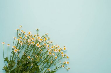 mavi bir arka plan üzerinde papatya