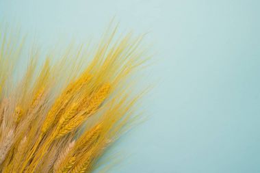 Spikelets arka plan üzerinde