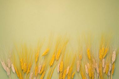 Spikelets arka plan üzerinde