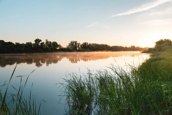 Rivier dawn riet — Stockfoto